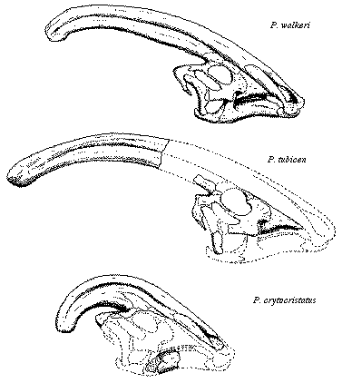 Crani di parasaurolophus