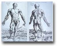 Disegni di Andrea Vesalio