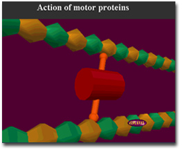 Action of motor proteins